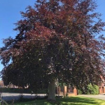Trees